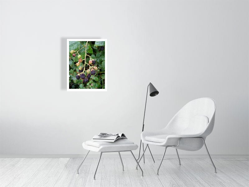 Blackberries Bush - CelabOnline