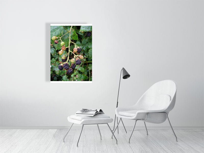 Blackberries Bush - CelabOnline