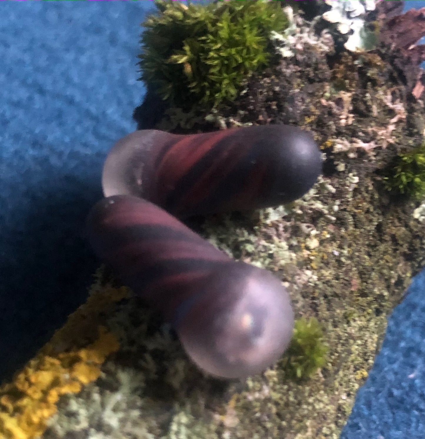 Tumbled Hand blown Glass Plugs