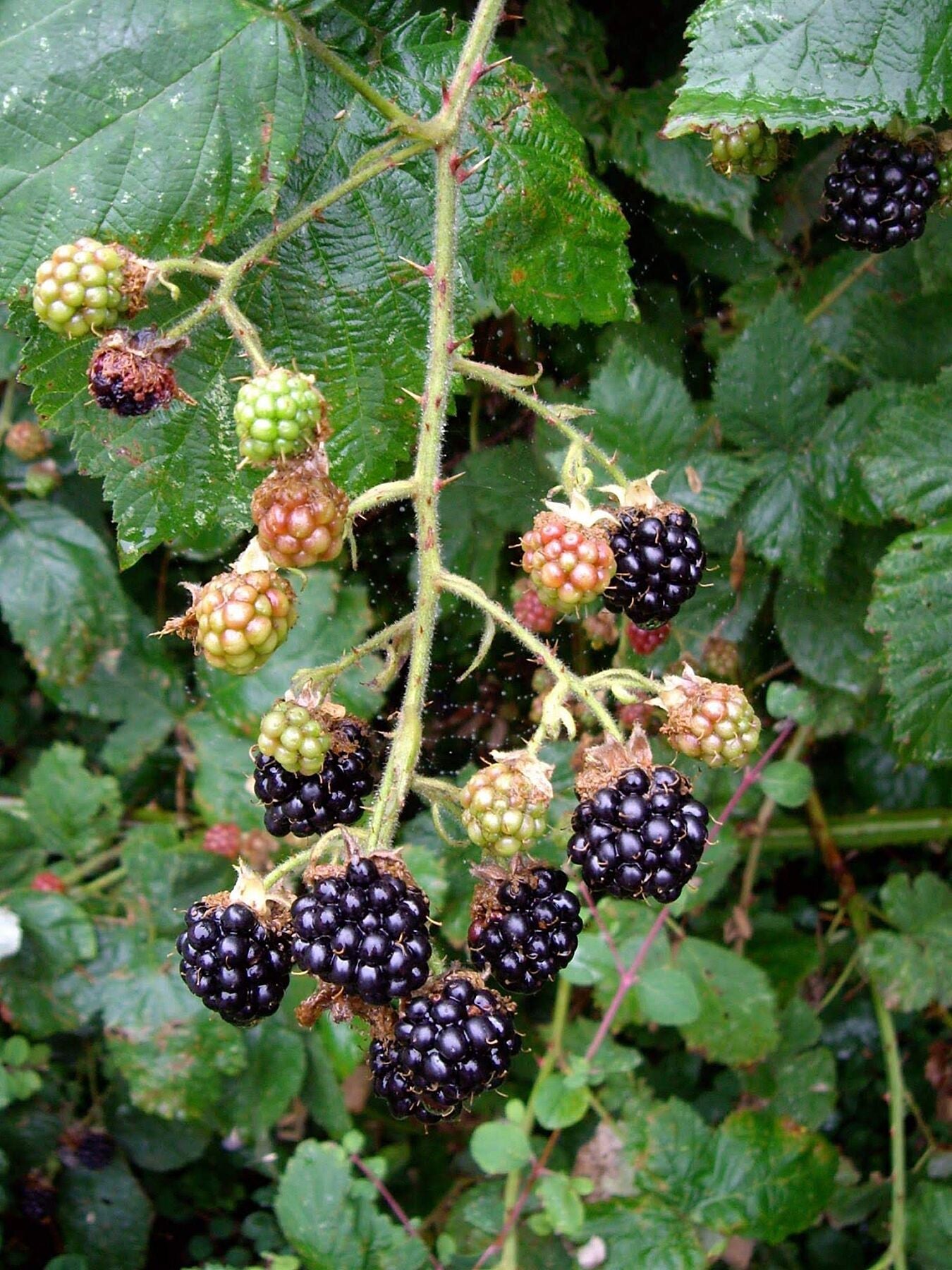 Blackberries Bush - CelabOnline